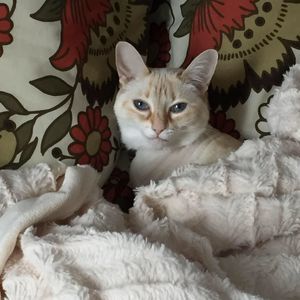 Meet your Posher, Lisa